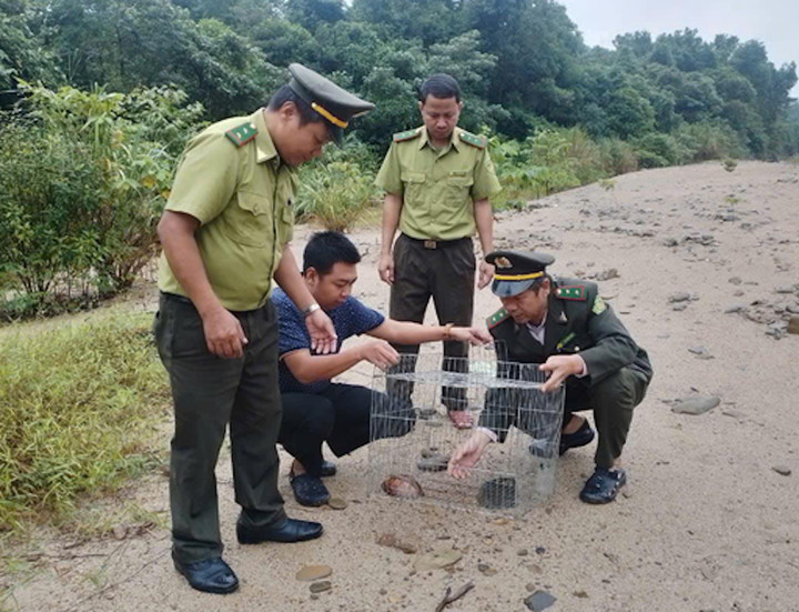 Lực lượng kiểm lâm Thừa Thiên - Huế tiếp nhận và thả con rùa hộp trán vàng miền Trung vào môi trường tự nhiên. (Ảnh: KLCC)