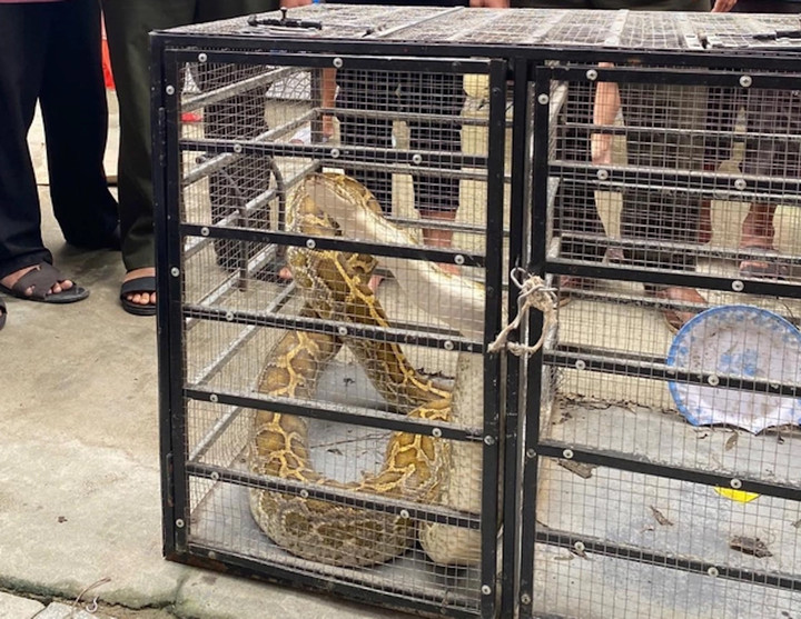 Con trăn gấm được người dân Thừa Thiên - Huế mang đến lực lượng kiểm lâm giao nộp. (Ảnh: KLCC)