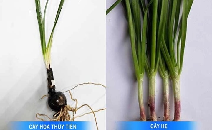 Lá hoa thủy tiên và cây hẹ gần giống nhau (Ảnh: BVCC).