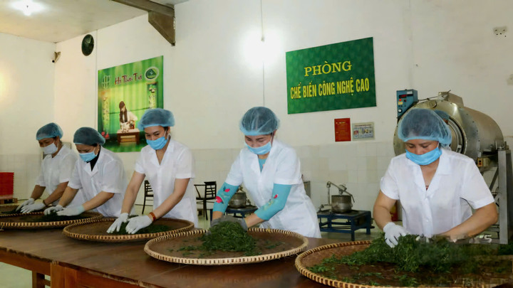 Công ty cổ phần chè Hà Thái là một trong những doanh nghiệp tích cực đầu tư vào nông nghiệp ở Thái Nguyên.