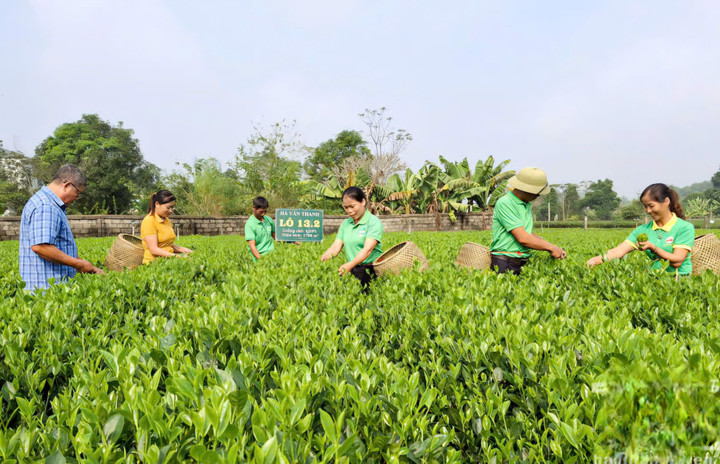Thái Nguyên có 120ha chè đạt tiêu chuẩn hữu cơ Việt Nam. (Ảnh: Báo Thái Nguyên).