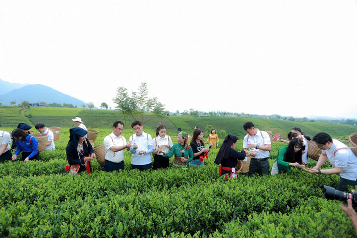 Bí thư Tỉnh ủy Thái Nguyên, ông Trịnh Việt Hùng, Tổng Giám đốc nhà máy SEVT cùng các Phó Giám đốc nhà máy SEVT, lãnh đạo địa phương tham gia trải nghiệm hái chè và thưởng trà tại đồi chè Cầu Đá - Hoàng Nông - Đại Từ - Thái Nguyên.