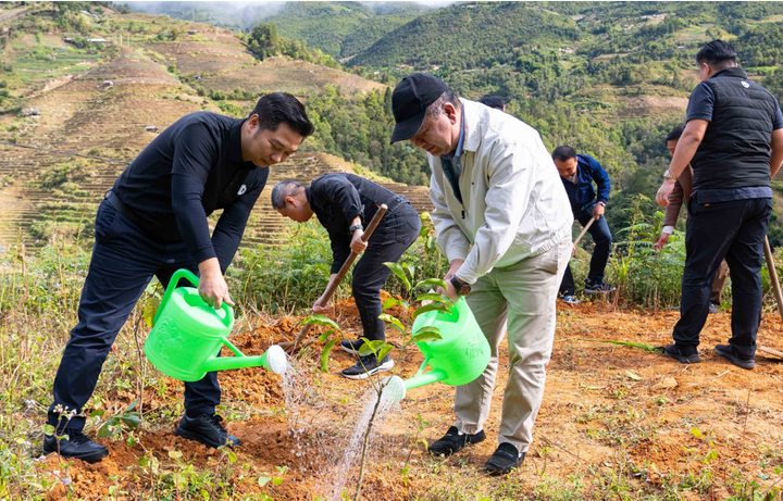Dổi là loại cây có giá trị kinh tế cao.