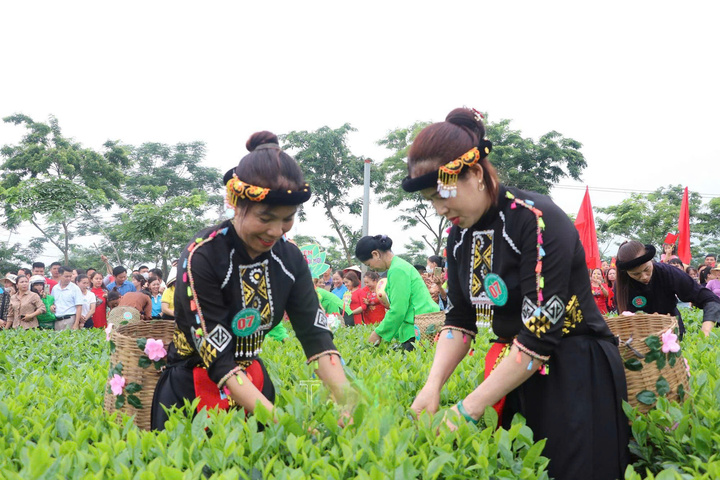 Hội thi Bàn tay vàng hái chè nhanh.