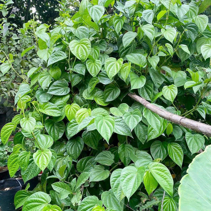 Ý nghĩa phong thủy của cây trầu không cũng là lý do khiến nhiều gia đình trồng loại cây này. (Ảnh: Lan Liên)