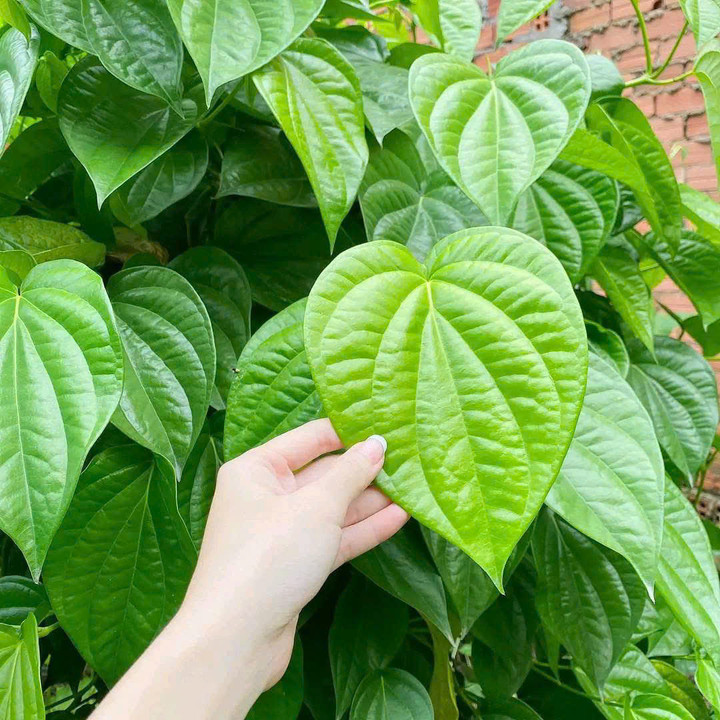 Cây trầu không phù hợp với những người thuộc mệnh Mộc và Hỏa. (Ảnh: Lan Liên)