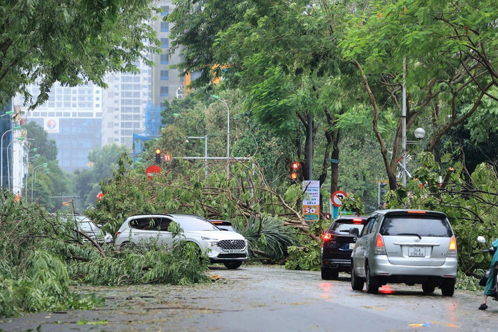 Cây đổ chắn lối, đi ô tô vào đường cấm có bị phạt nguội? - 1
