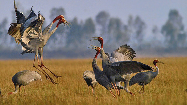 Sếu đầu đỏ là một loài sếu quý hiếm được tìm thấy ở Vườn quốc gia Tràm Chim.