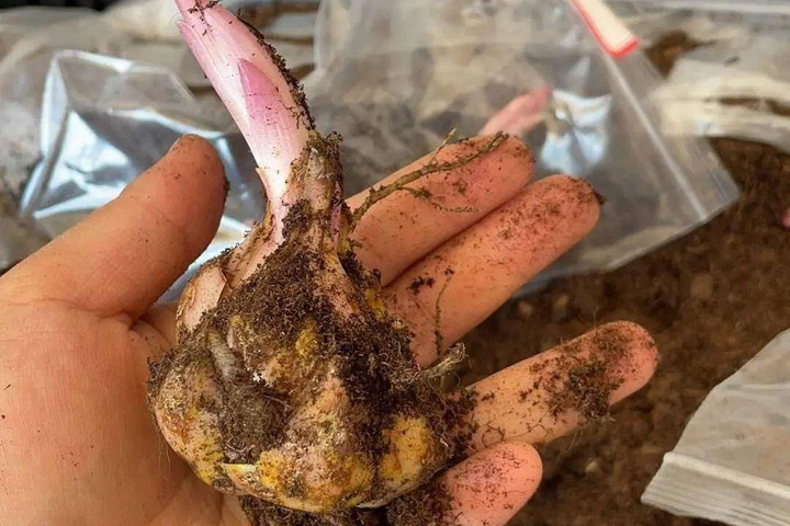 Nên chọn củ giống ở nơi bán uy tín để đảm bảo chất lượng ra hoa. (Ảnh: Sohu)