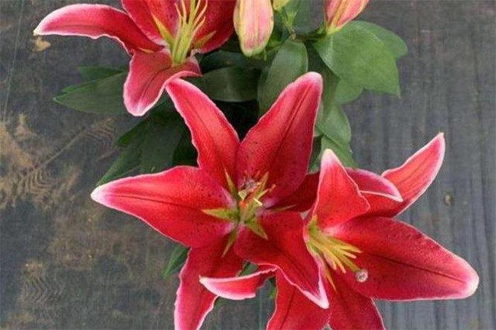 Để cây nhanh nở hoa, cần trồng cây ở nơi ấm áp, nhiều ánh nắng. (Ảnh: Sohu)