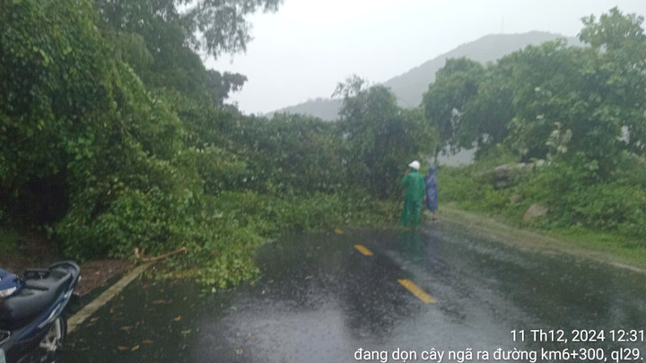 Cây xanh ngã đổ ở quốc lộ 29 qua địa bàn thị xã Đông Hòa.