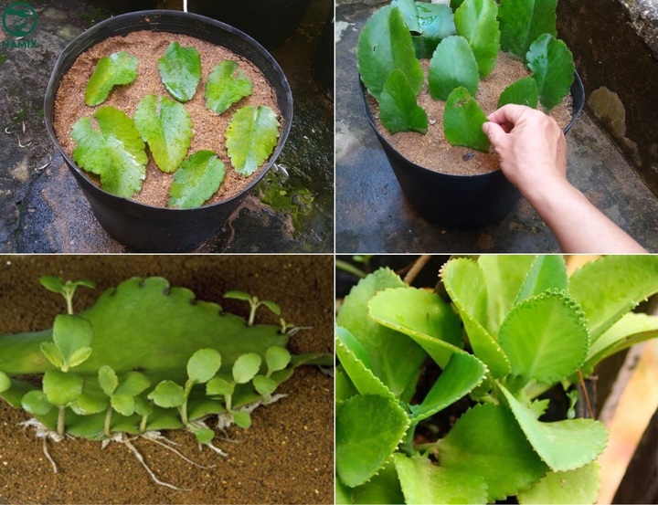Nhân giống cây sống đời bằng lá. (Ảnh: Namix)