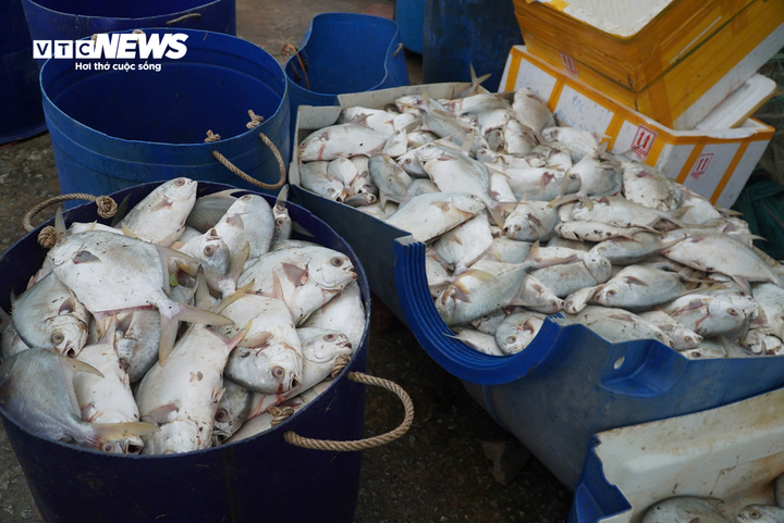 Hàng tấn cá chết trắng được người dân vớt đi tiêu hủy. (Ảnh: CTV)