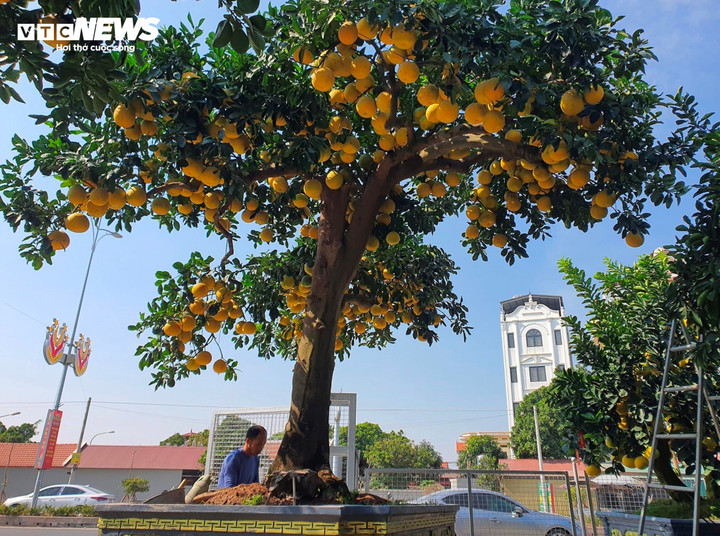 Trong số đó, nổi bật là những cây bưởi cổ thụ, khổng lồ, giá lên đến hàng trăm triệu đồng ở nhà vườn Hoàng Chính. Ông Hoàng Đình Chính cho biết, năm nay ông cung cấp ra thị trường khoảng hơn 100 cây bưởi trăm triệu, được ví như những “siêu phẩm” phục vụ giới nhà giàu chơi Tết.