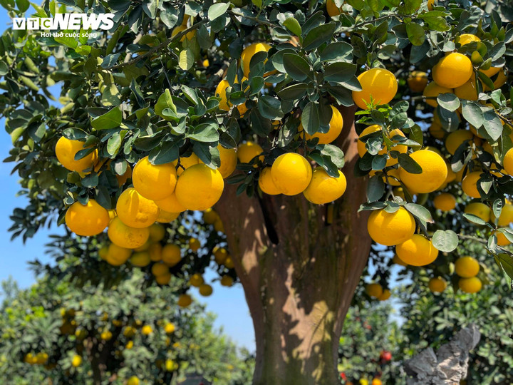 Cây cao khoảng 4,5 mét, tán ngang 4 mét. Trên cây có khoảng 200 quả và toàn bộ là quả đậu tự nhiên.