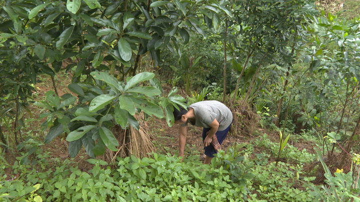 Thời gian qua, phong trào trồng quế ở xã Long Môn phát triển mạnh.