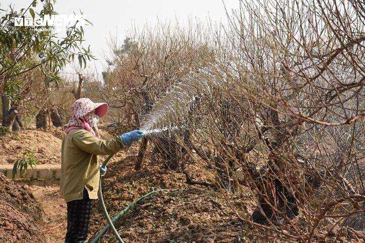 Tất bật phun tưới nước vào từng gốc đào, chủ nhà vườn Phạm Bảo Ngọc cho biết, hiện tại khi còn cách Tết Nguyên đán gần 40 ngày, nhà chị đã cho thuê khoảng 100 cây đào. Trong đó, cây nhiều tiền nhất có giá 30 triệu đồng.