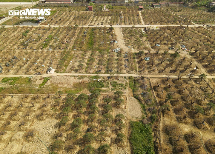 Bão số 3 (bão Yagi) và trận mưa lớn gây ngập lụt tứ bề đã khiến thủ phủ đào ở xã Đặng Cương (huyện An Dương, TP Hải Phòng) bị ảnh hưởng nặng nề. Tuy nhiên, khi bão đi qua, năm mới Ất Tỵ gần kề, nhiều diện tích đào ở đây đã được người nông dân bằng kinh nghiệm, sự kiên trì... phục hồi, phát triển trở lại, giúp cây dần ra nụ.