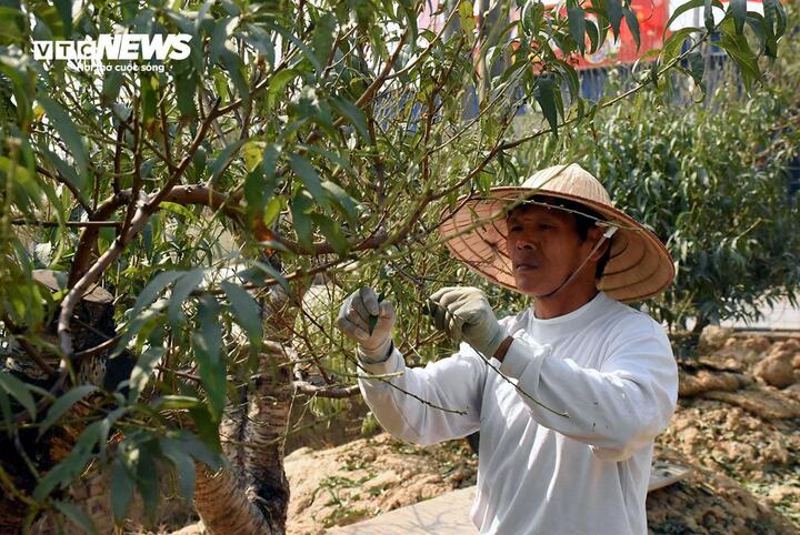 Ông Nguyễn Đình Muôn (58 tuổi, xã Đặng Cương) cho biết, năm nay, từ 15/12 (tức 15/11 Âm lịch), người dân bắt đầu tuốt lá đào để nụ phát triển, hoa kịp nở đúng dịp Tết Nguyên đán.