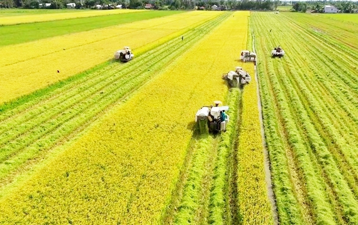 Tỉnh nào trồng lúa nhiều nhất cả nước? - 4