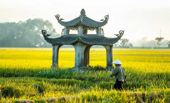 Tỉnh nào trồng lúa nhiều nhất cả nước? - 5