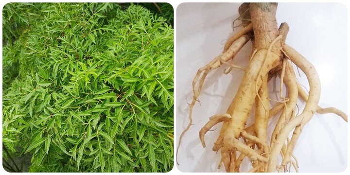 Rễ đinh lăng rất tốt cho sức khoẻ