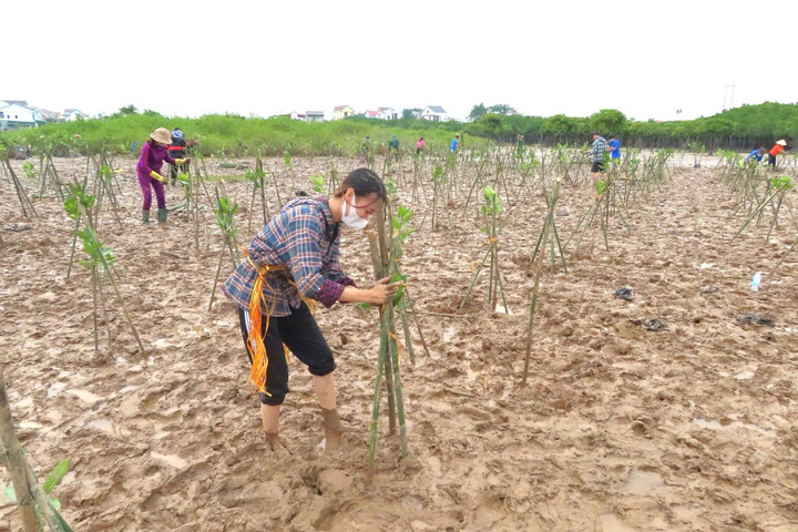 Người dân tham gia trồng cây tại vùng ngập mặn thuộc dự án FMCR Nghệ An