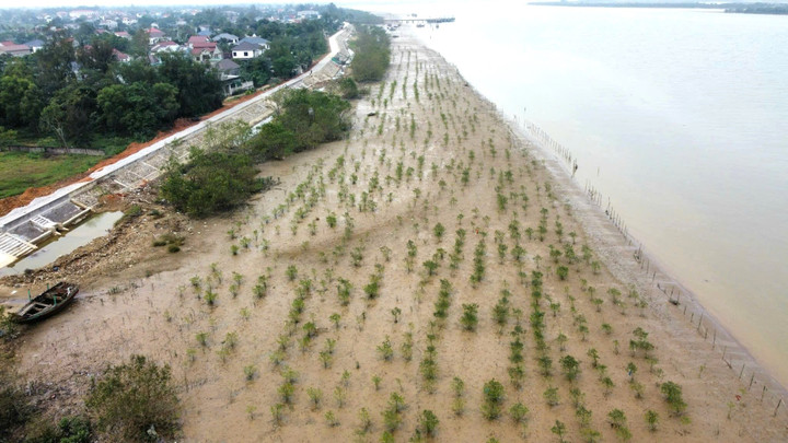 Một cánh rừng ngập mặn mới được trồng thuộc Dự án FMCR Nghệ An