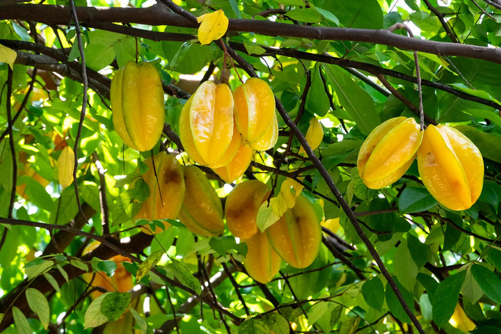 Khế là loại cây dễ chăm sóc, nên trồng ở chỗ có nắng. (Ảnh: Bratin)