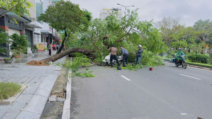 Cây phượng bật gốc trúng người đàn ông chạy xe máy vào trưa 26/12 ở TP Tuy Hòa.