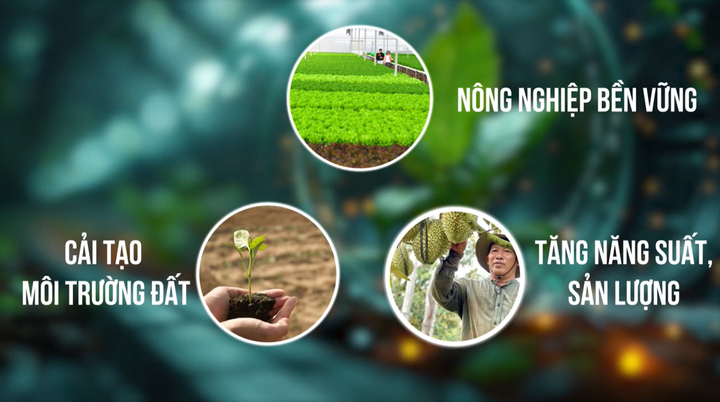 Vai trò của phân bón hữu cơ sinh học trong việc cải tạo đất. (Nguồn: Kinh Bắc)