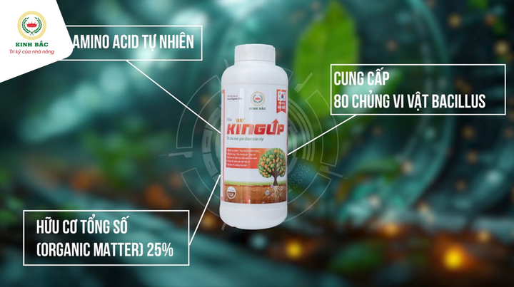 KINGUP - phân bón hữu cơ sinh học nổi bật trên thị trường. (Nguồn: Kinh Bắc)