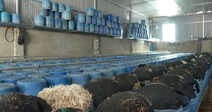 Sau khi chủ cơ sở giá đỗ ngâm hóa chất bị bắt giam, các cơ sở này vẫn hoạt động bình thường.