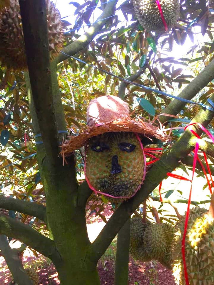Chủ nhà vườn đã tạo hình cho trái sầu riêng hình mặt người với mục đích "hù dọa" kẻ trộm từ lần đầu bước chân vào vườn. (Ảnh: Hội nông dân sầu riêng 4.0)