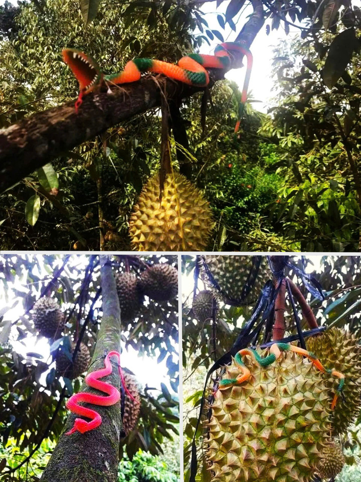 Nhiều chủ vườn cột, treo, thả hàng loạt rắn nhựa đủ màu sắc lên cây, lên trái sầu riêng. "Sầu tặc" vào vườn nhất là ban đêm, thấy thấp thoáng bóng hình này có lẽ sẽ sợ hãi, chẳng thể đi tiếp hái trộm được nữa vì nghĩ vườn này có nhiều rắn. (Ảnh: Hội nông dân sầu riêng 4.0)