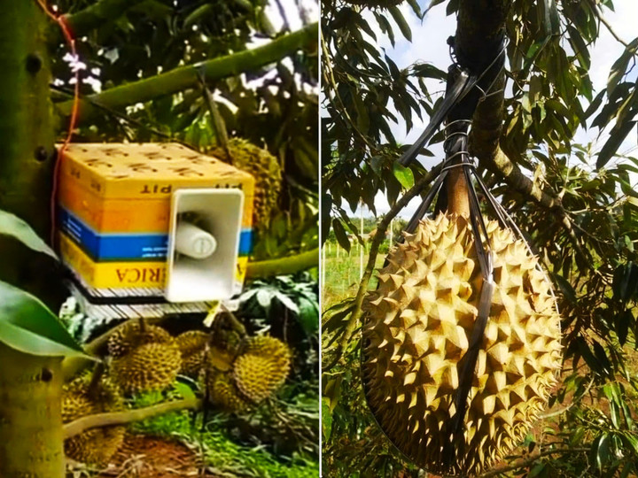 Chủ vườn đầu tư mắc nguyên loa to "phát sóng" ngày đêm khiến những ai có ý đồ xấu với vườn sầu riêng phải dè chừng. Hoặc có cách mang tính thô sơ hơn khi dùng dây thép quấn thật kỹ càng, "sầu tặc" muốn lấy thì phải gỡ rất nhiều thời gian và công sức. (Ảnh: Hội nông dân sầu riêng 4.0)