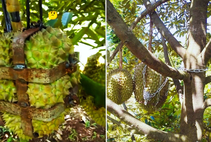 Sầu riêng sắp chín, để bảo vệ thành quả, dây xích sắt hay khung sắt to "vật vã" cũng được chủ vườn huy động "khóa" trái. Có lẽ chủ vườn này cho rằng, chỉ có cách này mới chắc ăn nhất. (Ảnh: Hội nông dân sầu riêng 4.0)