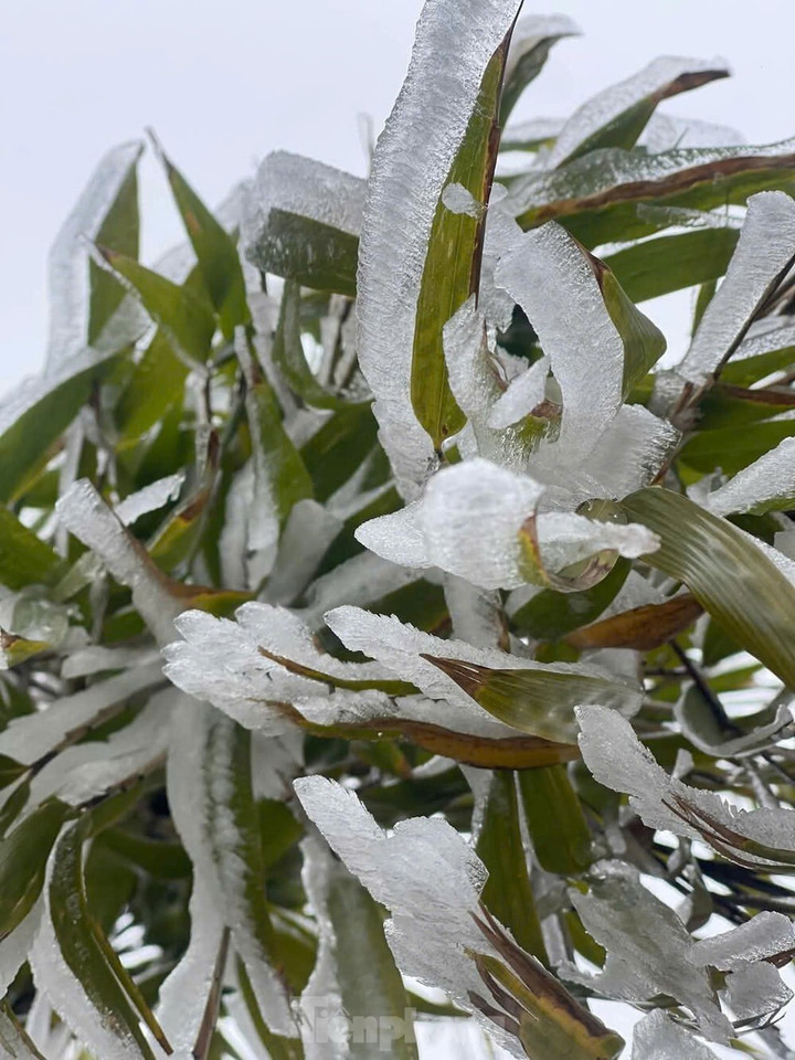 Băng giá, sương muối bao trùm nhiều khu vực vùng núi miền Bắc - 22