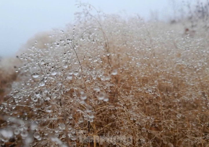Băng giá, sương muối bao trùm nhiều khu vực vùng núi miền Bắc - 5