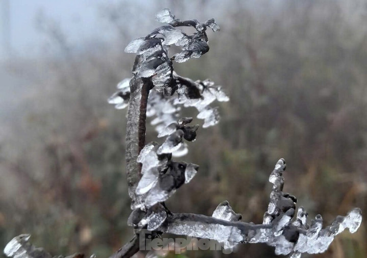 Băng giá, sương muối bao trùm nhiều khu vực vùng núi miền Bắc - 8