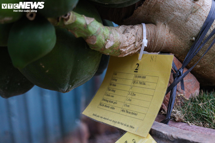 Nhà giàu Hà Nội chi hàng chục triệu đồng mua đu đủ bonsai trĩu quả chơi Tết - 13