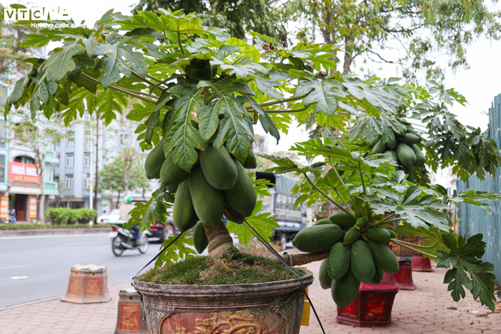 Không chỉ có hình dáng đẹp mắt mà đu đủ còn có ý nghĩa mang lại sự ấm no, đủ đầy, sum vầy nên được nhiều người ưa chuộng mỗi dịp trưng bày Tết.