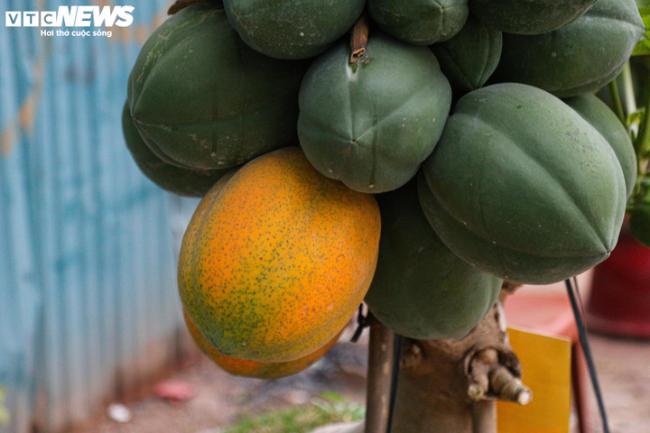 Theo người bán, những quả đu đủ có thể ăn bình thường, tuy nhiên vị sẽ không thể ngọt bằng những cây được trồng dưới đất.