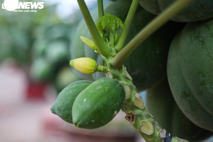 Nhà giàu Hà Nội chi hàng chục triệu đồng mua đu đủ bonsai trĩu quả chơi Tết - 10