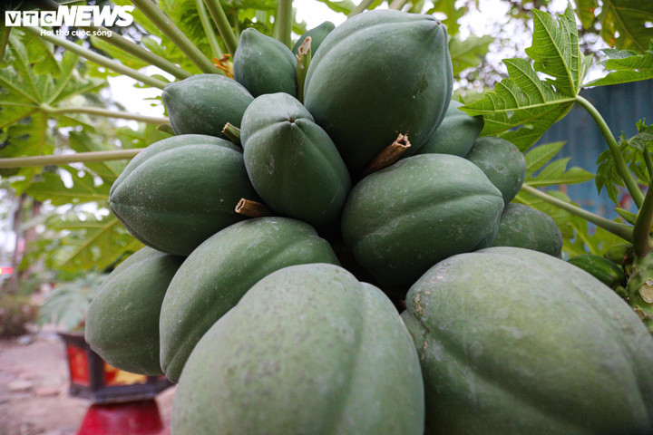 Những cây đu đủ tròn là loại phổ biến và dễ trồng hơn, có giá 7.000.000 - 10.000.000 đồng/cây.