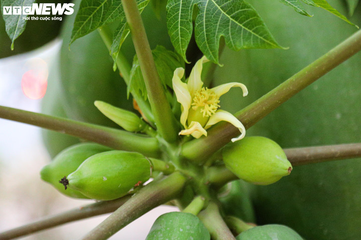 Nhà giàu Hà Nội chi hàng chục triệu đồng mua đu đủ bonsai trĩu quả chơi Tết - 11