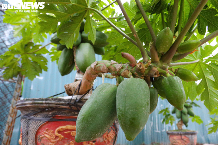 Trung bình mỗi cây đu đủ sẽ cho ra 20 - 30 quả, một số cây nhiều thân hơn sẽ cho ra 30 - 40 quả.