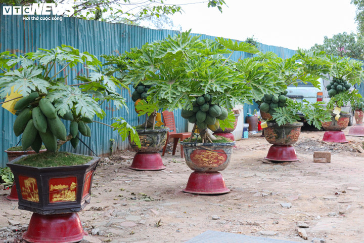 Trên thị trường cây cảnh Tết Ất Tỵ 2025, bên cạnh các loại quen thuộc như đào, quất, bưởi...thì xuất hiện đu đủ bonsai có dáng thế độc lạ, giá lên đến vài chục triệu đồng/cây, được nhiều người săn đón.