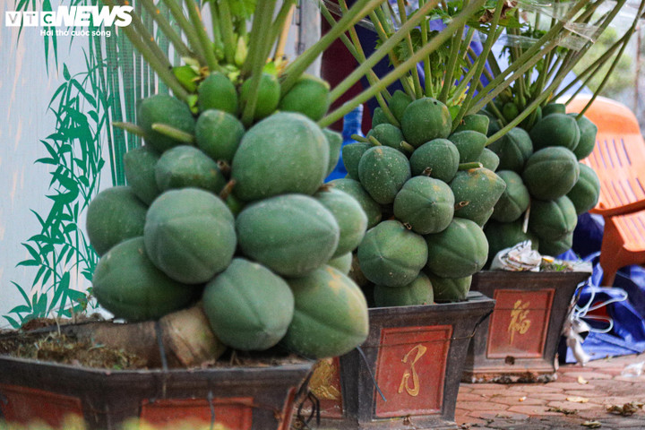 Loại cây này đang được bày bán trên nhiều tuyến đường Hà Nội như Cổ Linh (quận Long Biên), Lê Đức Thọ (quận Nam Từ Liêm), Lạc Long Quân (quận Tây Hồ)...