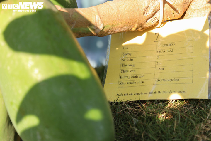 Nhà giàu Hà Nội chi hàng chục triệu đồng mua đu đủ bonsai trĩu quả chơi Tết - 12